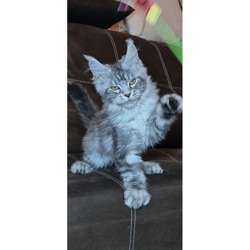 Maine Coon NOV Bourbon Polydactyl