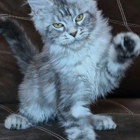 Maine Coon NOV Bourbon Polydactyl