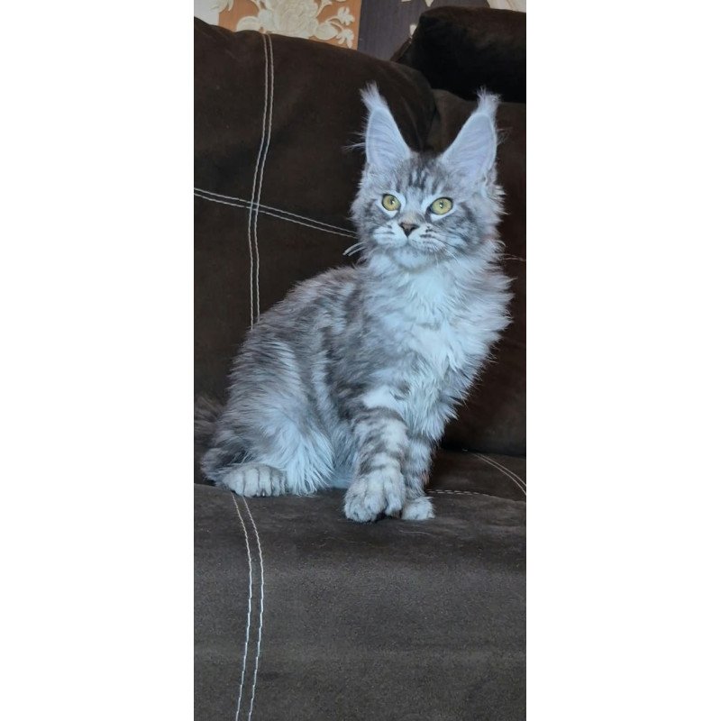 Maine Coon NOV Bourbon Polydactyl