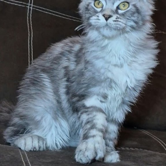 Maine Coon NOV Bourbon Polydactyl