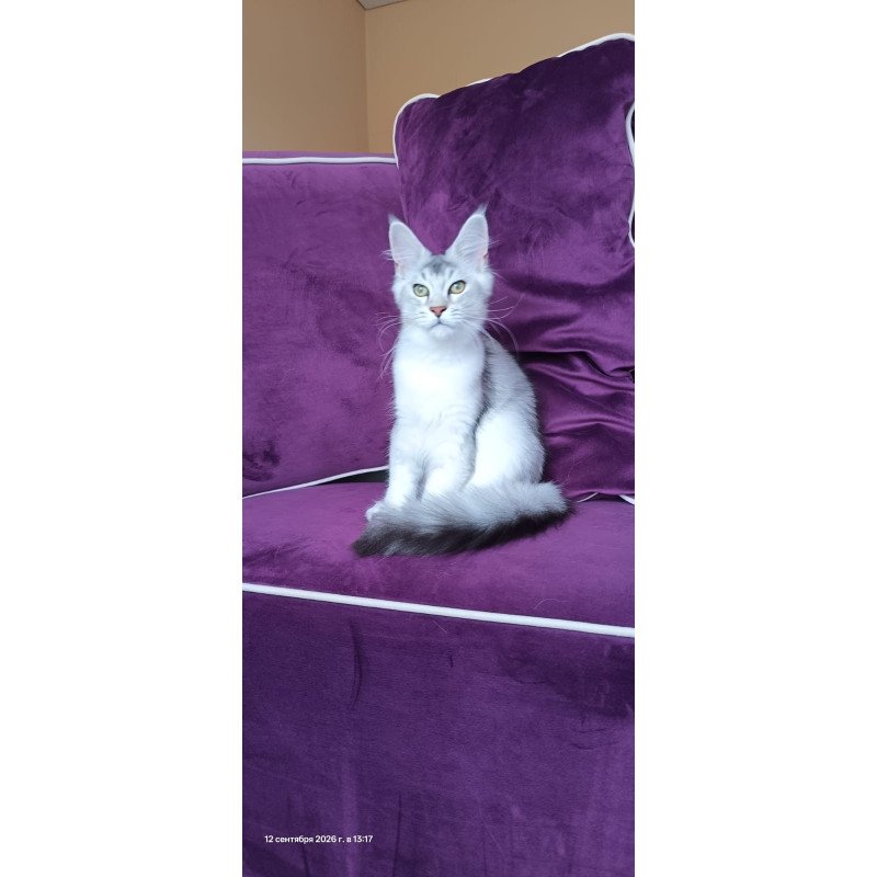 Maine Coon NOV Evana