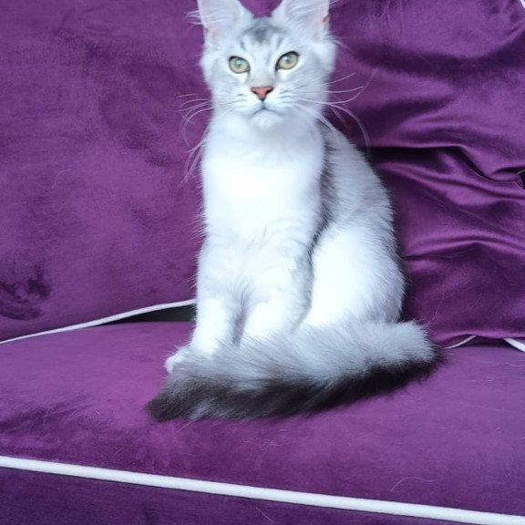 Maine Coon NOV Evana