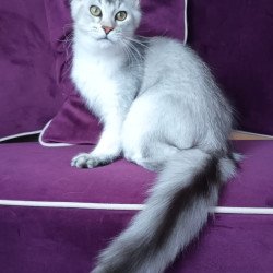 Maine Coon NOV Evana