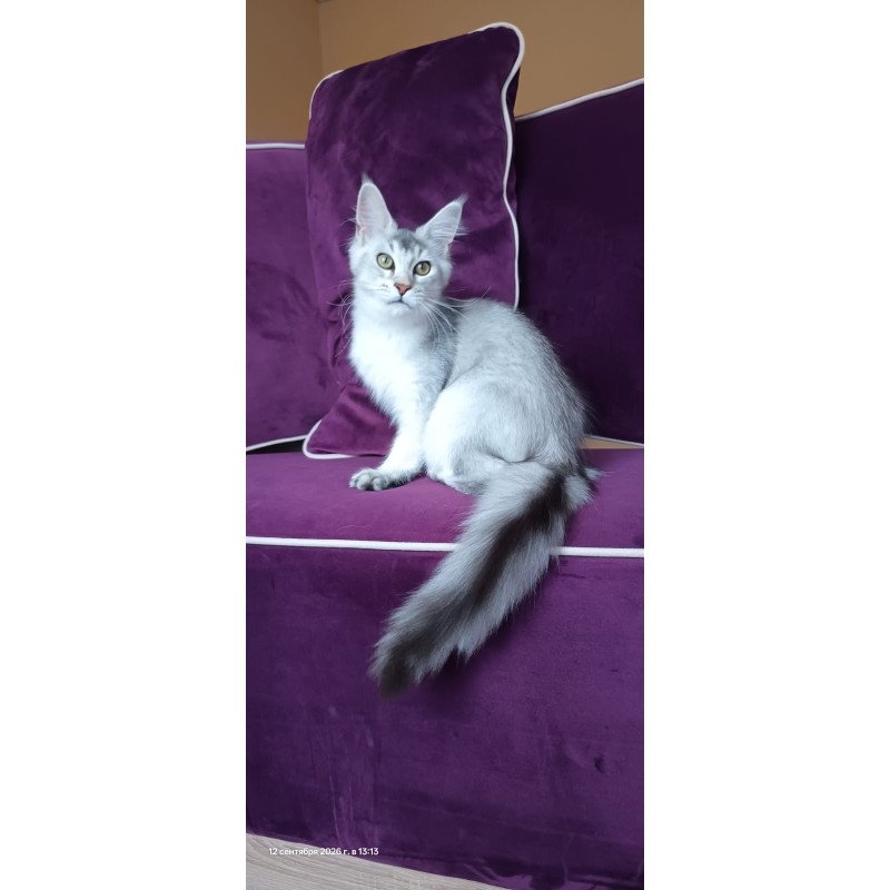 Maine Coon NOV Evana