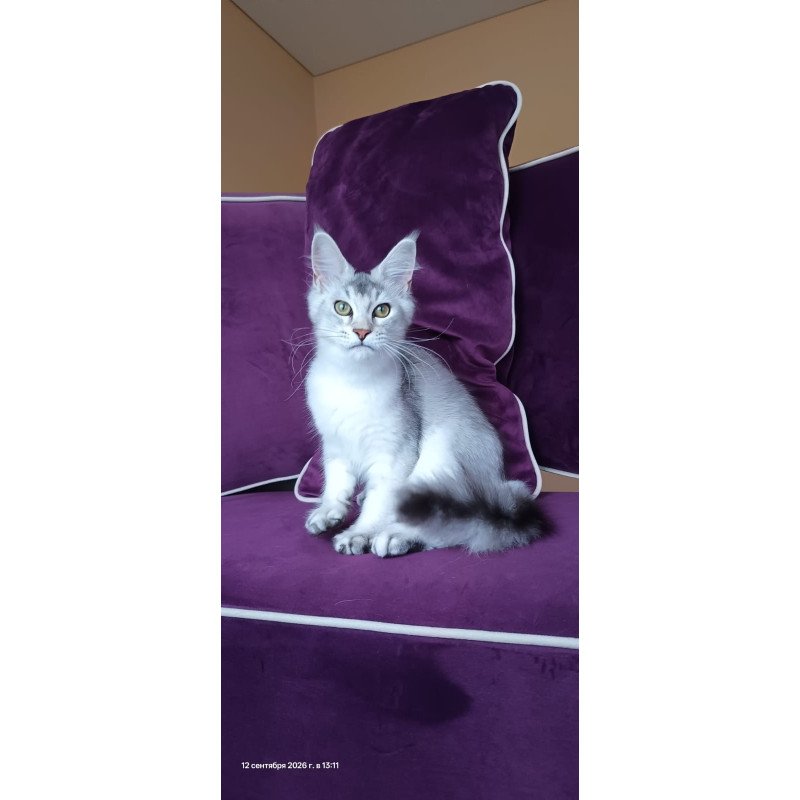 Maine Coon NOV Evana