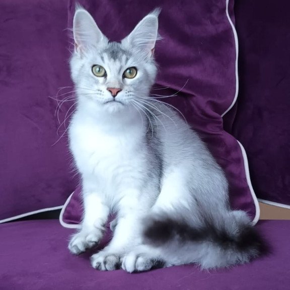 Maine Coon NOV Evana