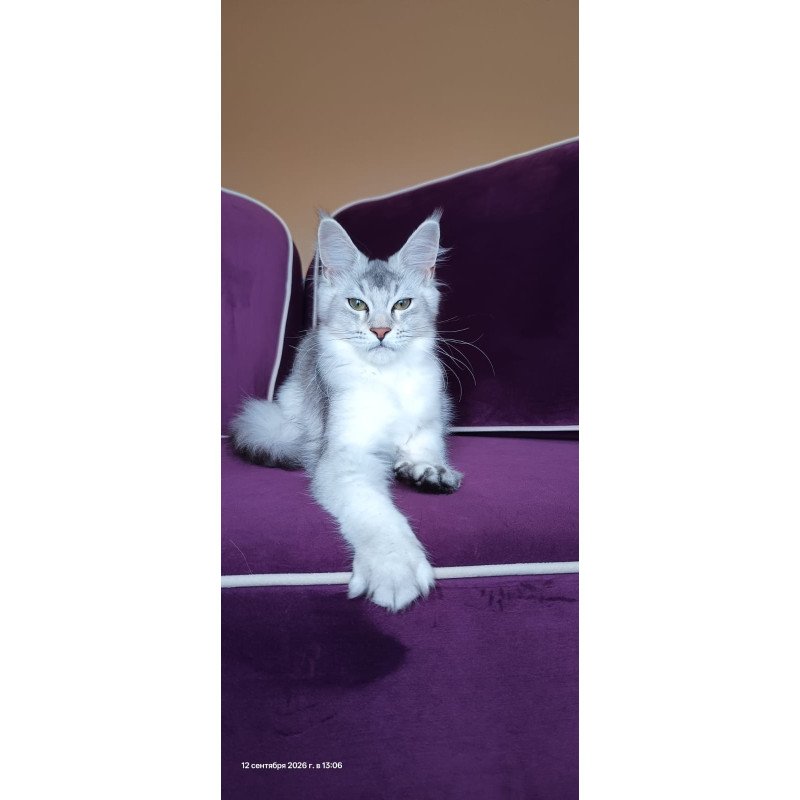 Maine Coon NOV Evana