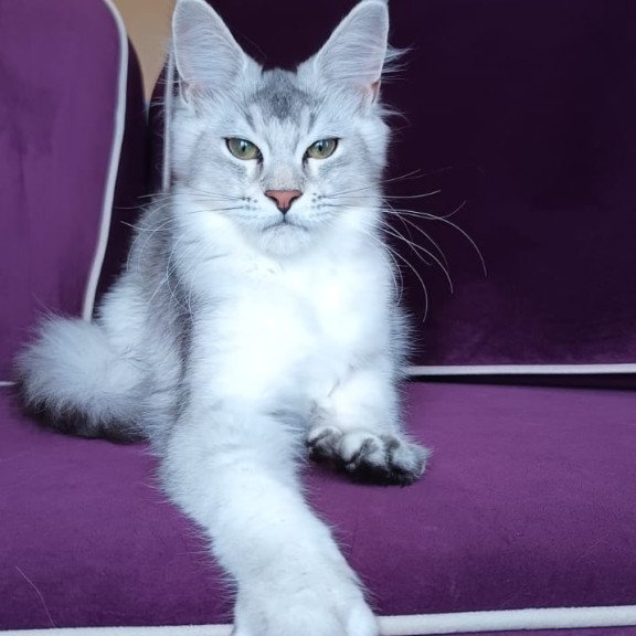 Maine Coon NOV Evana