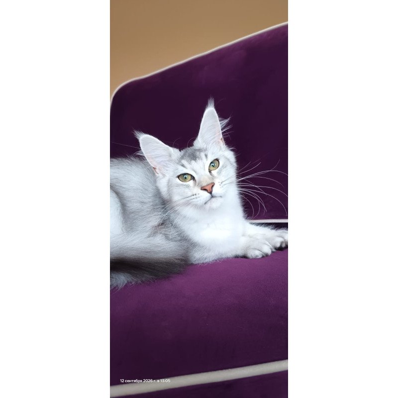 Maine Coon NOV Evana