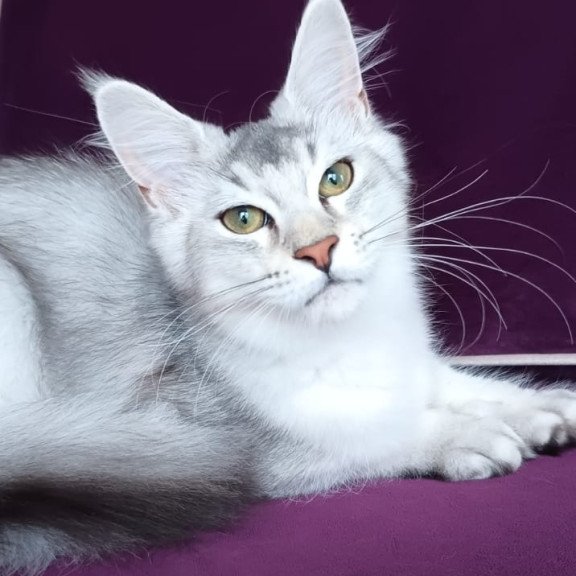 Maine Coon NOV Evana