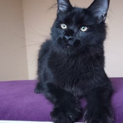 Maine Coon NOV Dallas