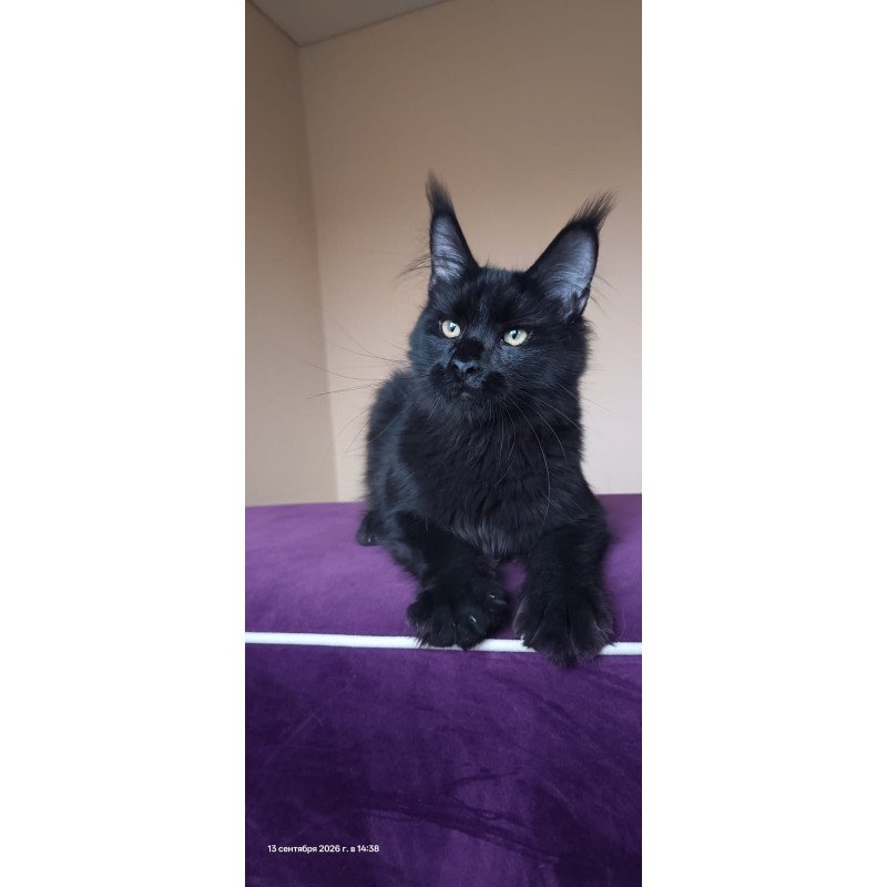 Maine Coon NOV Dallas