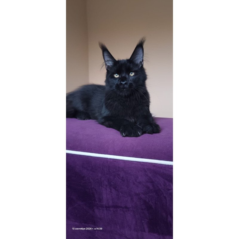 Maine Coon NOV Dallas