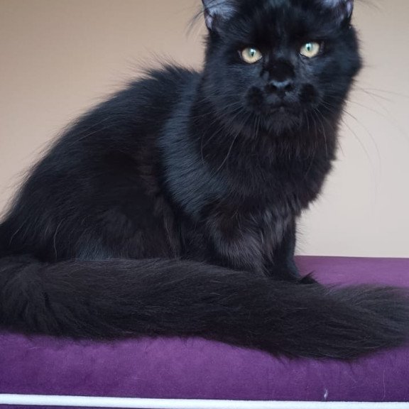Maine Coon NOV Dallas