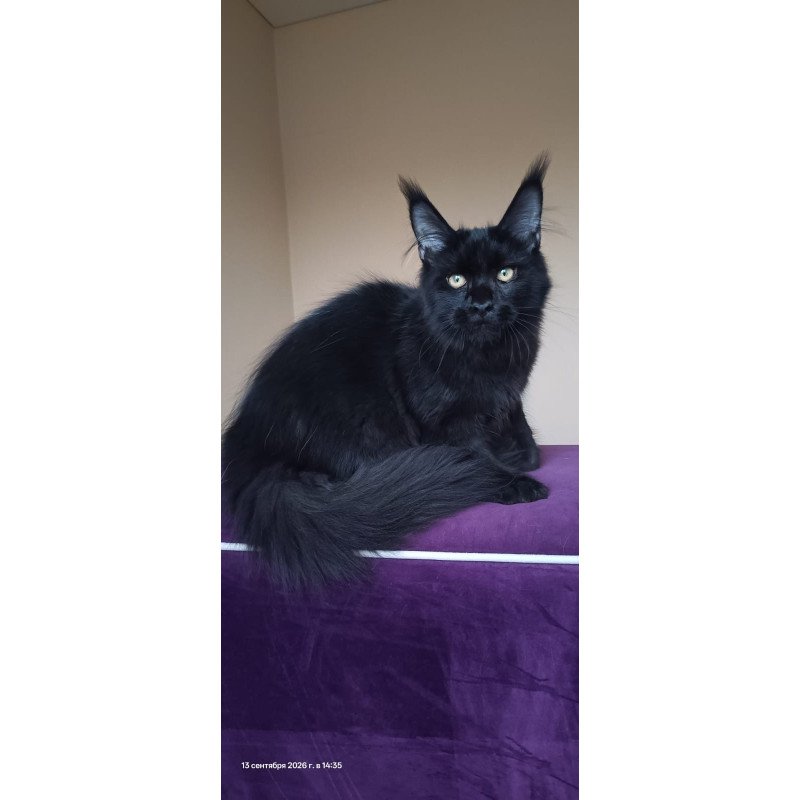 Maine Coon NOV Dallas