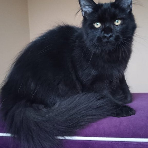 Maine Coon NOV Dallas