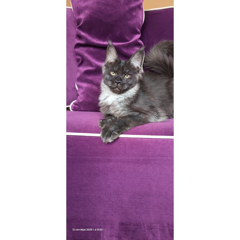 Maine Coon NOV Dalaina
