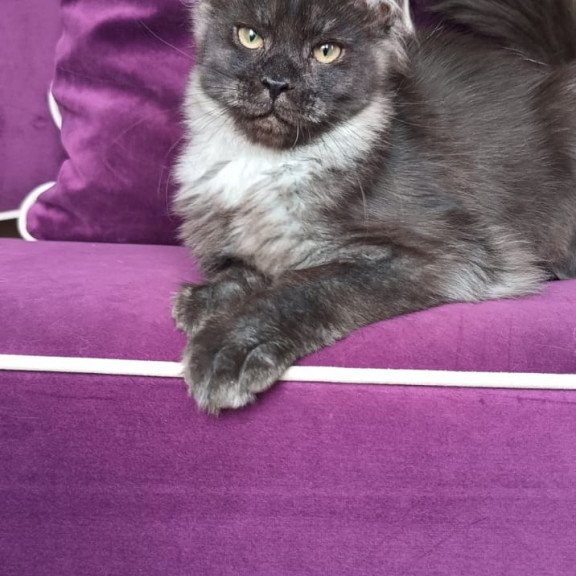 Maine Coon NOV Dalaina