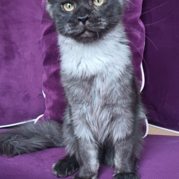 Maine Coon NOV Dalaina