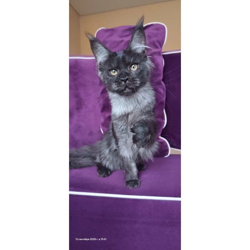 Maine Coon NOV Dalaina