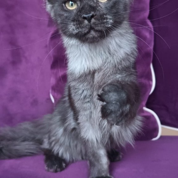 Maine Coon NOV Dalaina
