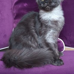 Maine Coon NOV Dalaina