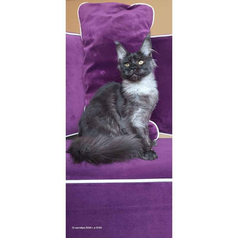 Maine Coon NOV Dalaina