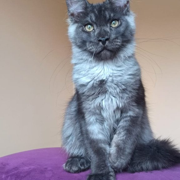 Maine Coon NOV Dixon