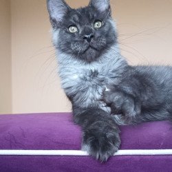 Maine Coon NOV Dixon