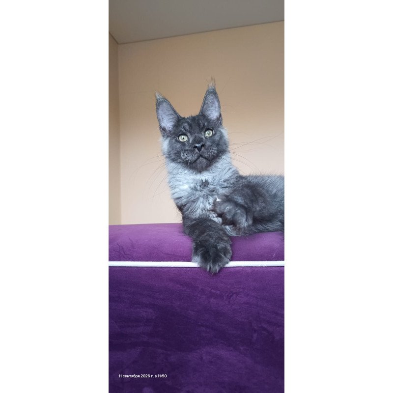 Maine Coon NOV Dixon