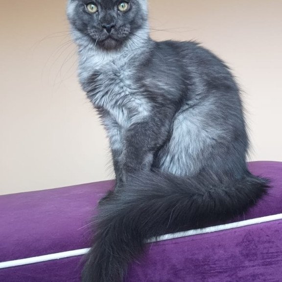 Maine Coon NOV Dixon