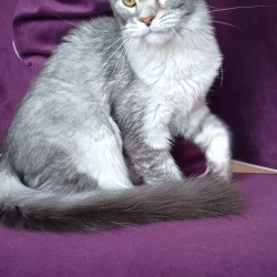 Maine Coon NOV Danessa