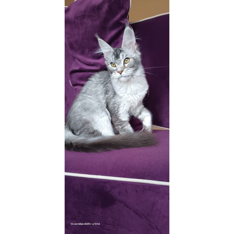 Maine Coon NOV Danessa