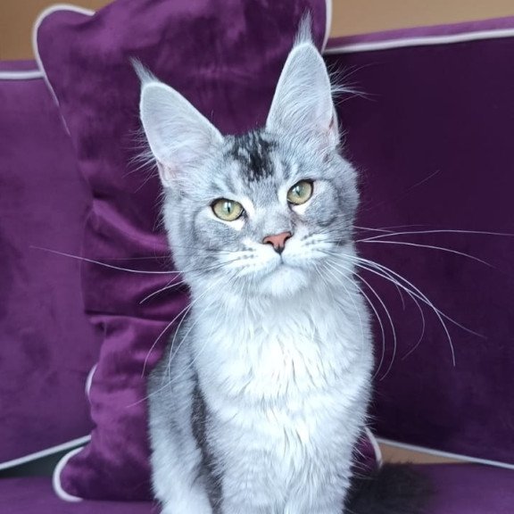 Maine Coon NOV Danessa