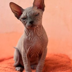 Sphynx NOV Flint