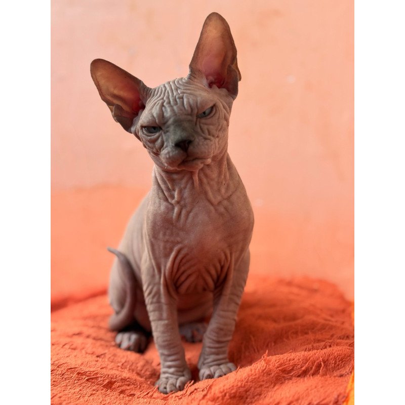 Sphynx NOV Flint