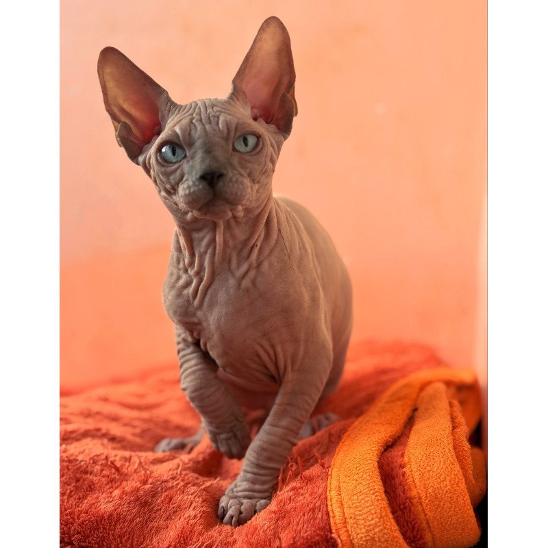 Sphynx NOV Flint