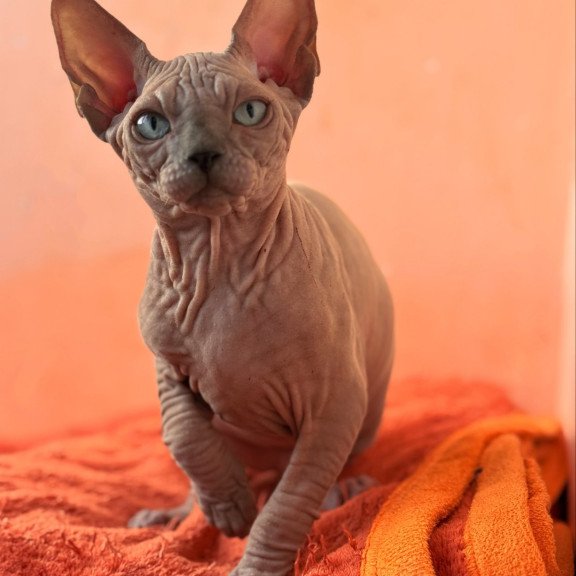 Sphynx NOV Flint