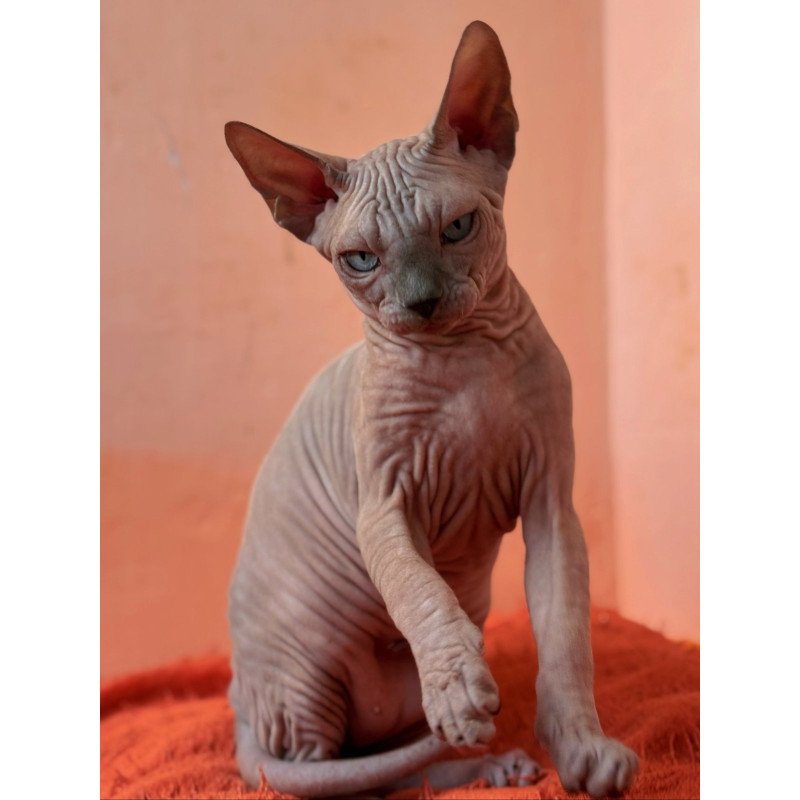 Sphynx NOV Flint