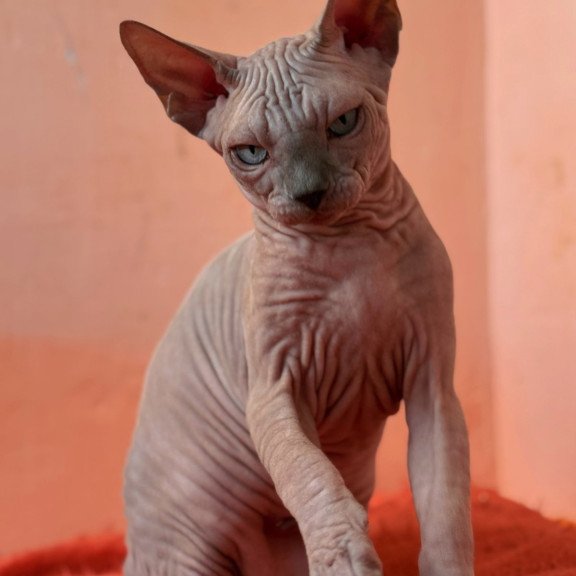 Sphynx NOV Flint