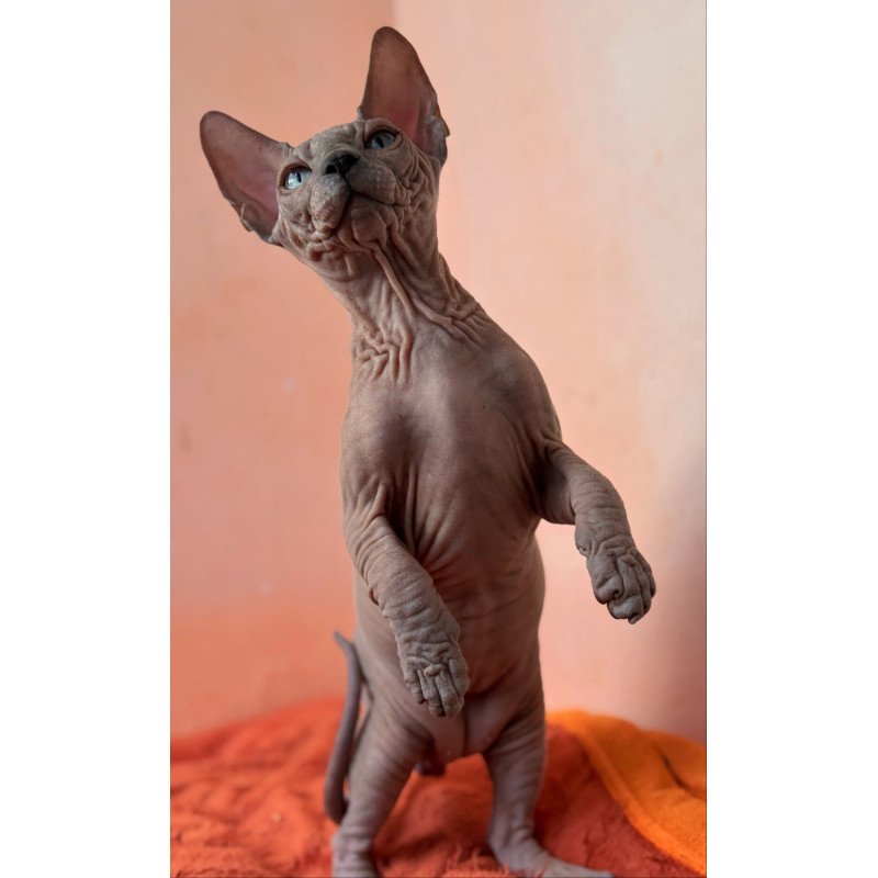 Sphynx NOV Flint