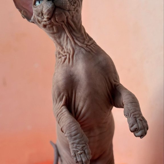 Sphynx NOV Flint