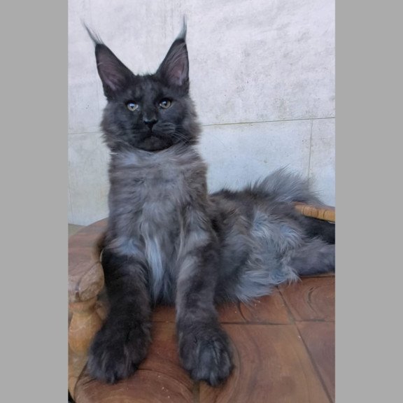 Maine Coon NOV Perfect Sun
