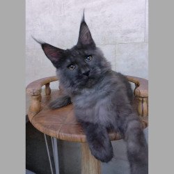 Maine Coon NOV Perfect Sun
