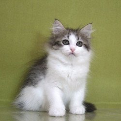 Siberian NOV Hortenziy