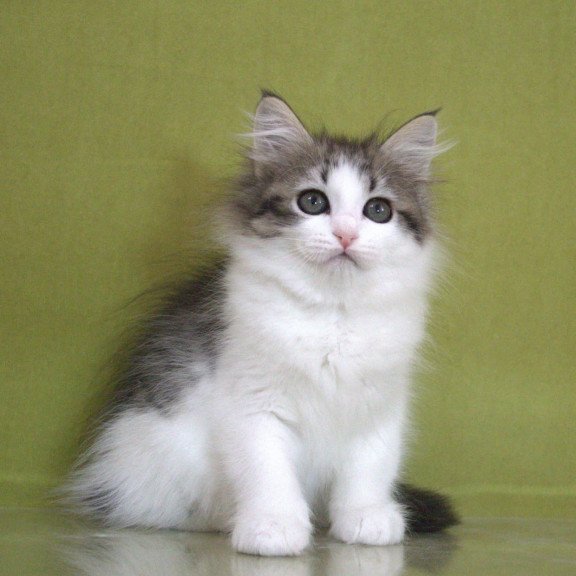 Siberian NOV Hortenziy
