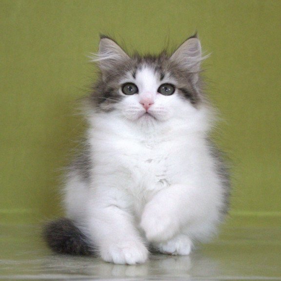 Siberian NOV Hortenziy