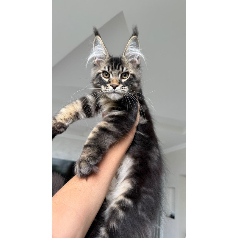 Maine Coon NOV Kazanova