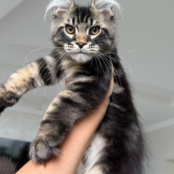 Maine Coon NOV Kazanova