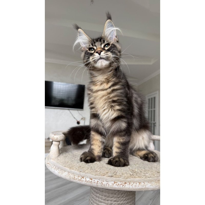 Maine Coon NOV Kazanova